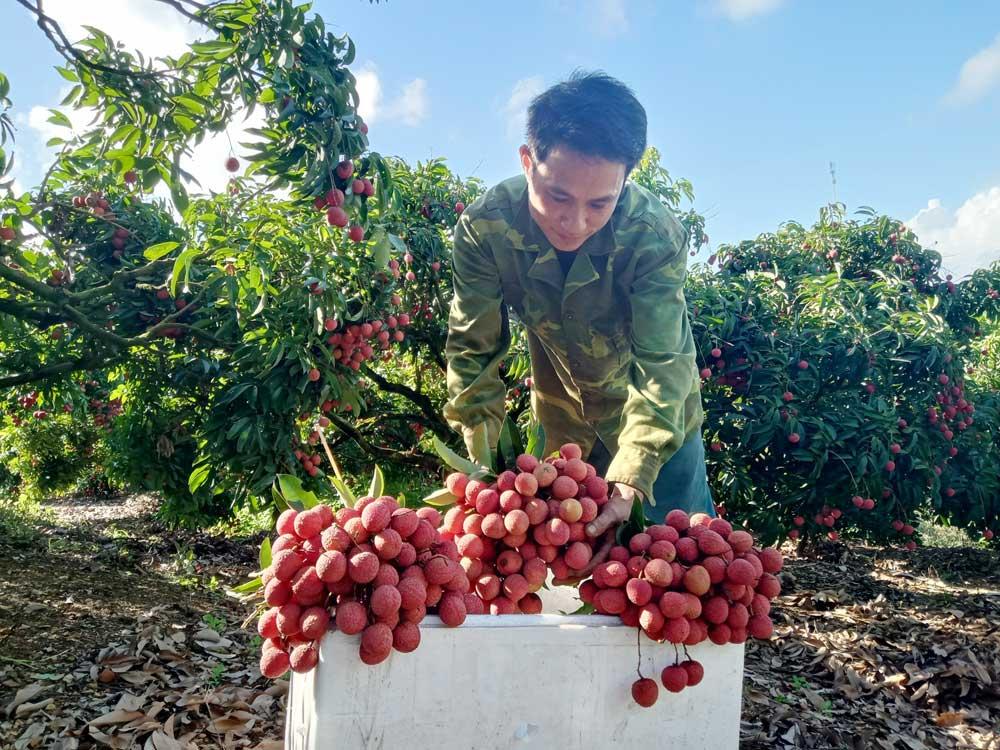 Bắc Giang, vải thiều, Lục Ngạn, xuất khẩu