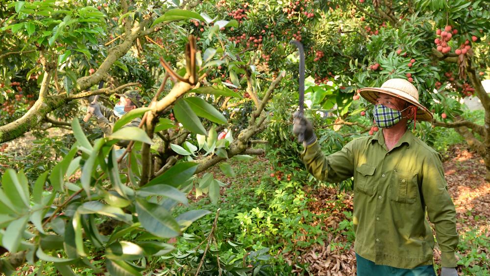 Bắc Giang, chăm sóc, vải thiều, thu hoạch