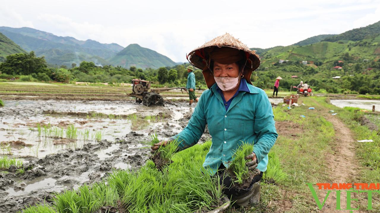 Hứa hẹn một vụ lúa mùa thắng lợi trên đất Sông Mã - Ảnh 2.