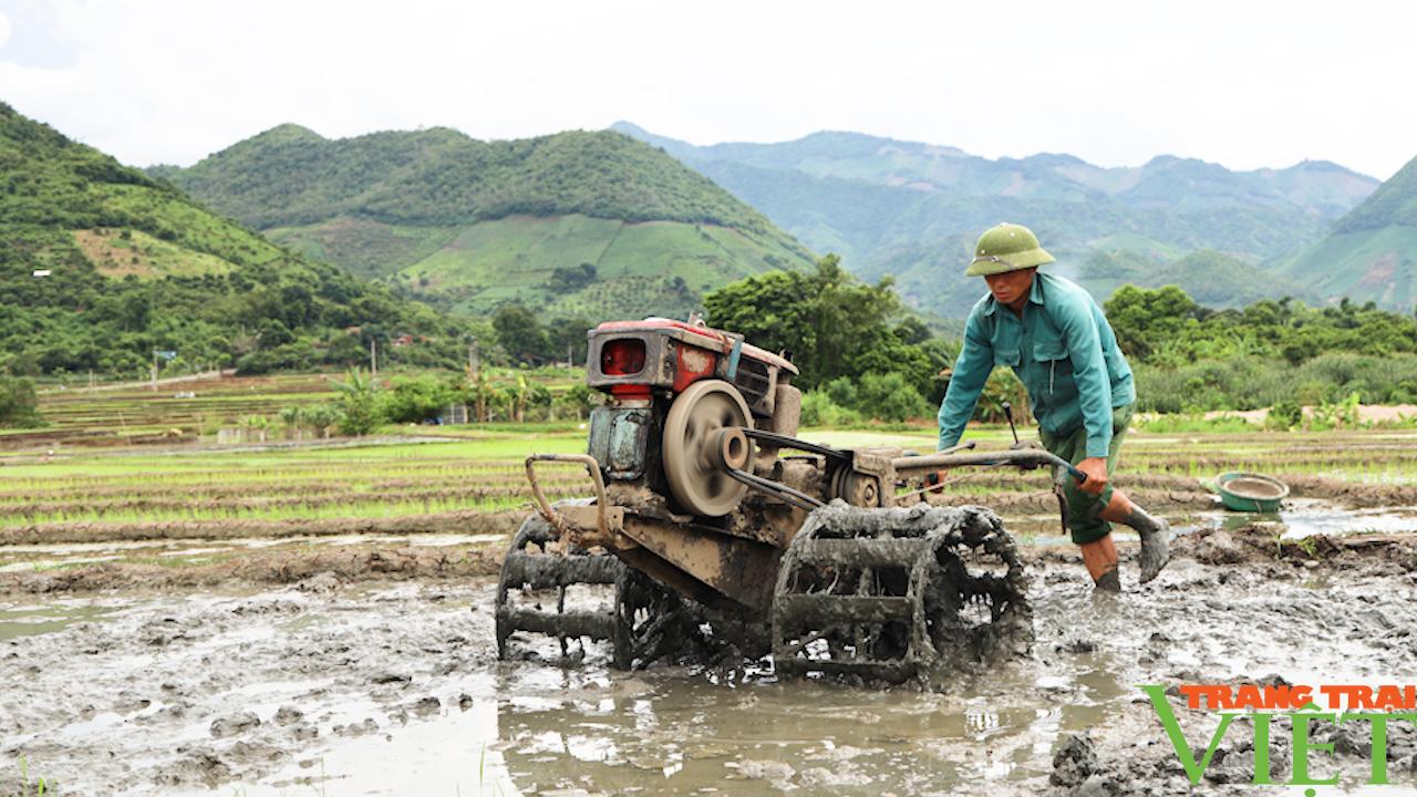 Hứa hẹn một vụ lúa mùa thắng lợi trên đất Sông Mã - Ảnh 5.