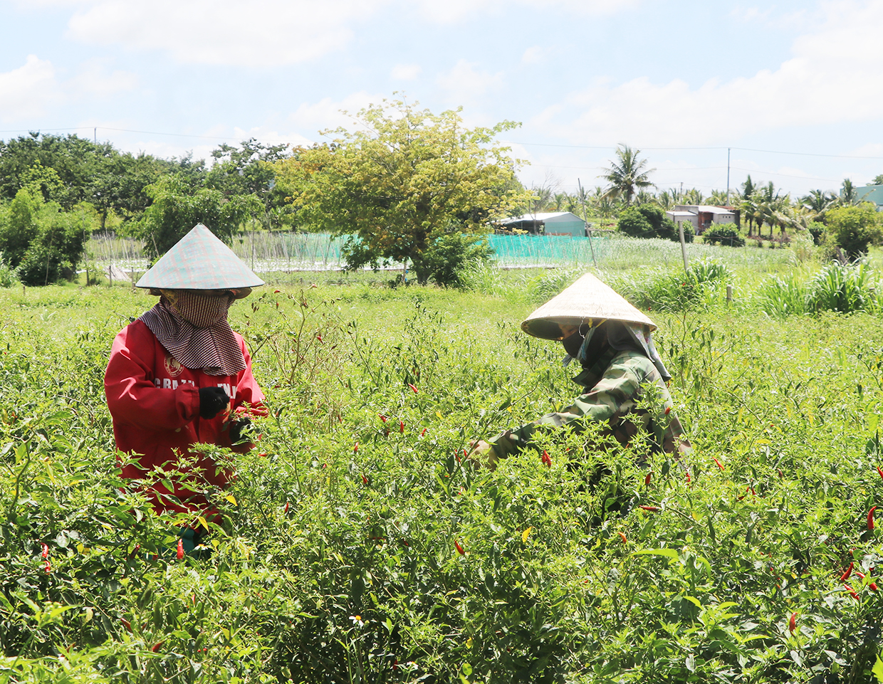 Chị Nguyễn Thị Hiền (bìa trái, tổ 4, phường An Bình, thị xã An Khê) thu hoạch ớt cuối vụ. Ảnh: Ngọc Minh