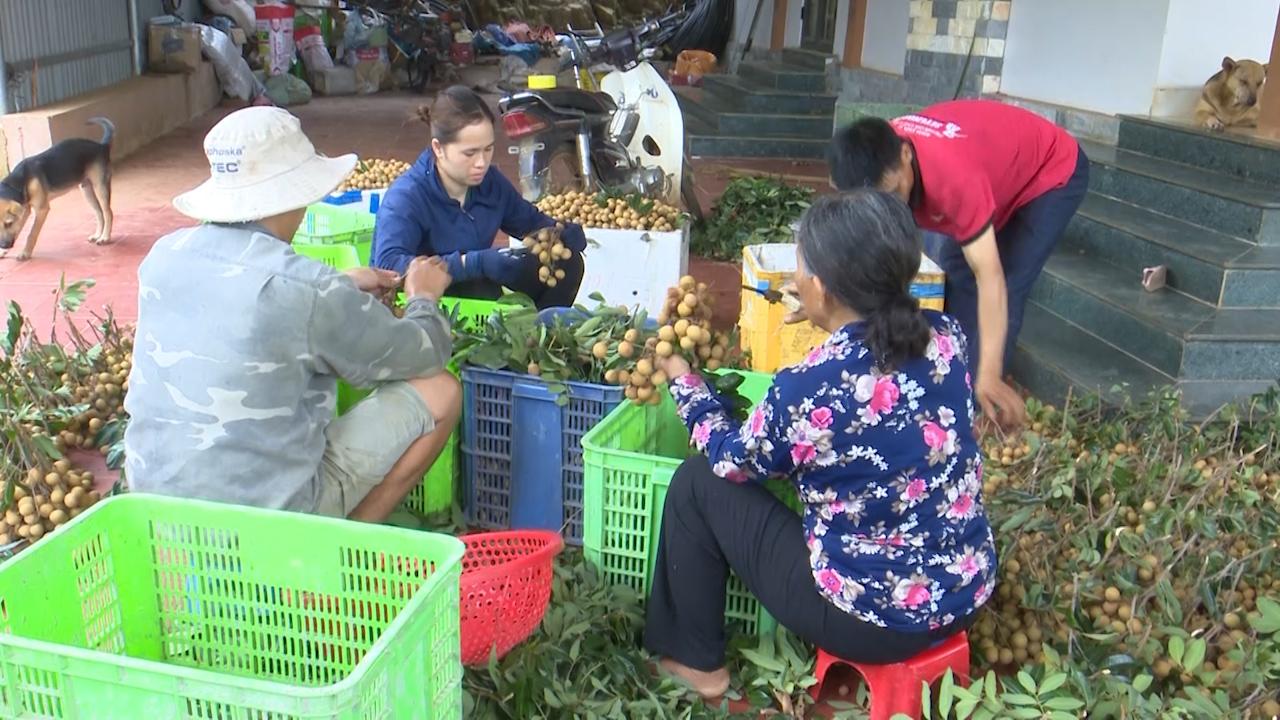 Sơn La: Nông dân đi lên từ cây nhãn - Ảnh 4.