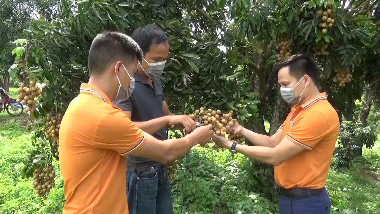 Sơn La: Nông dân đi lên từ cây nhãn - Ảnh 3.