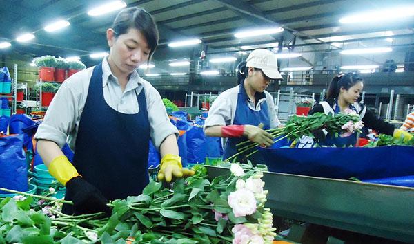 Lâm Đồng có 703 doanh nghiệp thành lập mới trong 6 tháng đầu năm 2022. Ảnh nguồn Báo Lâm Đồng