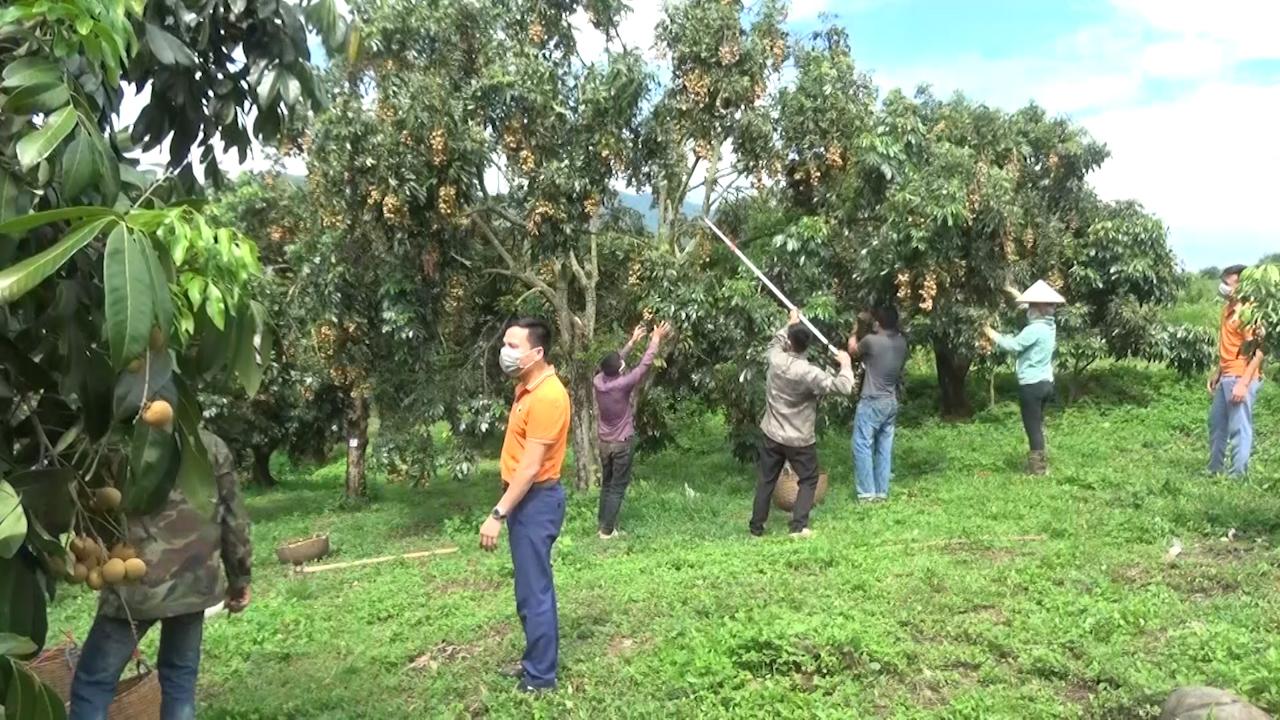 Sơn La: Nông dân đi lên từ cây nhãn - Ảnh 6.