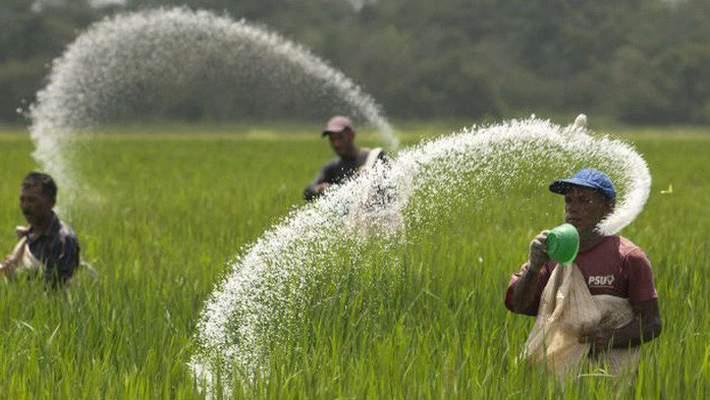 Giá phân bón tăng, giá nông sản giảm -  nông dân buồn còn doanh nghiệp lại "ăn nên làm ra" - Ảnh 3.