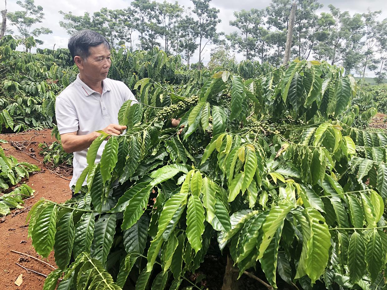 Ông Nguyễn Đình Phú (thôn Hố Lang, xã Chư Pơng, huyện Chư Sê) giới thiệu vườn cà phê sản xuất theo hướng hữu cơ.