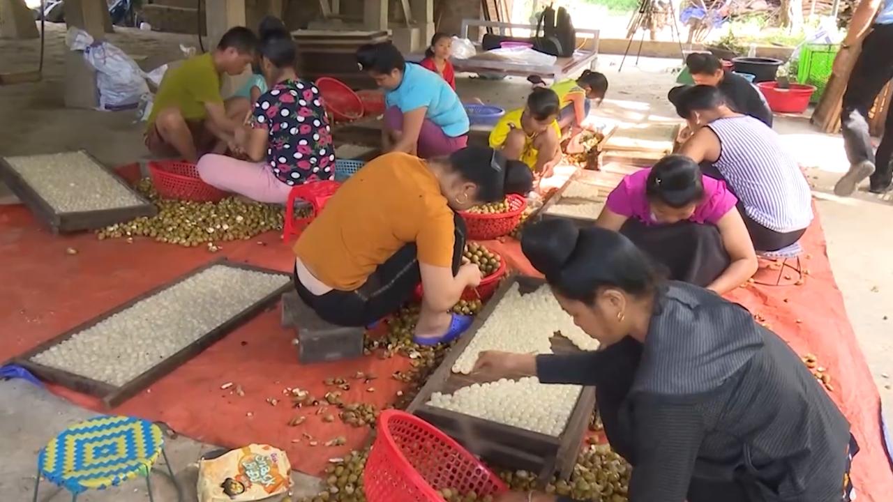 Sản xuất long nhãn sấy khô, nông dân vùng cao biên giới Sông Mã thu bội tiền - Ảnh 3.