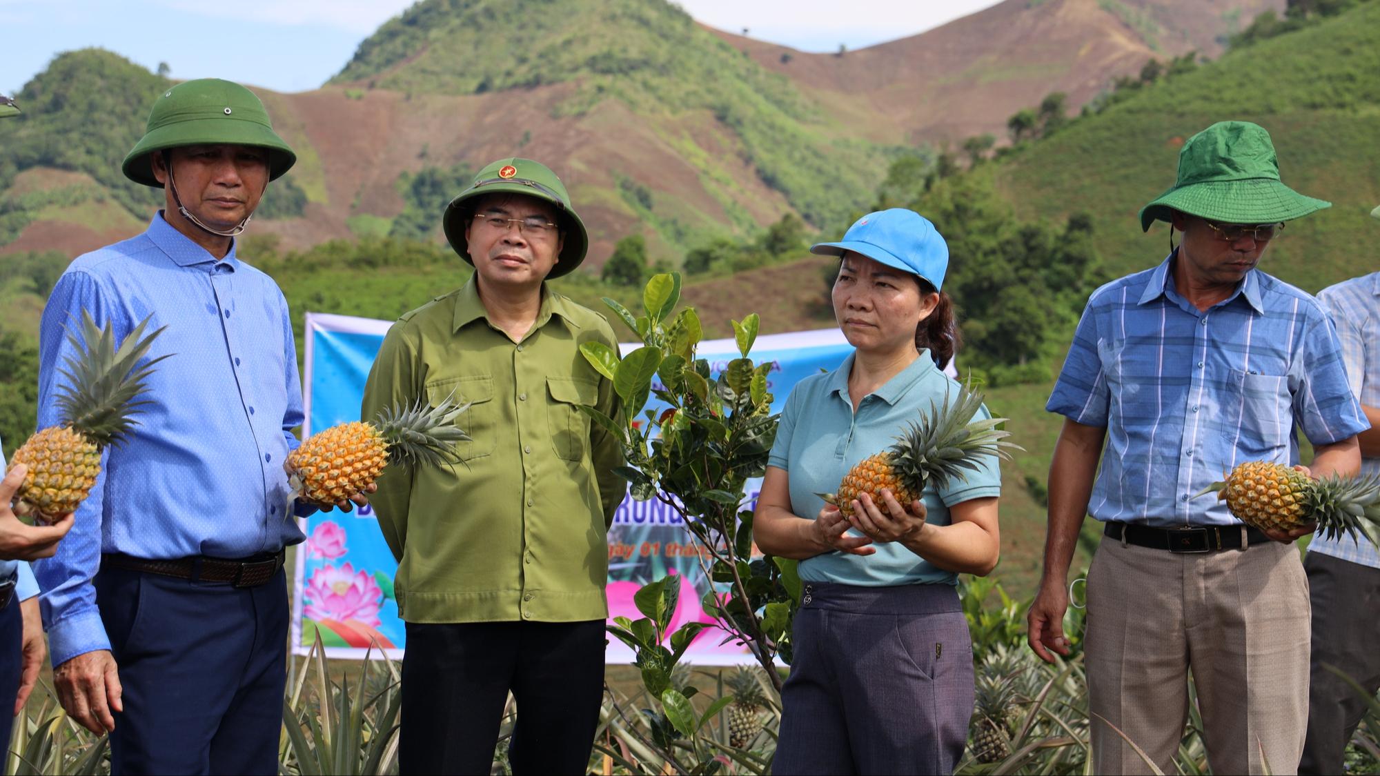 Nông dân Tây Bắc: Từng bước làm giàu nhờ cây dứa - Ảnh 4.