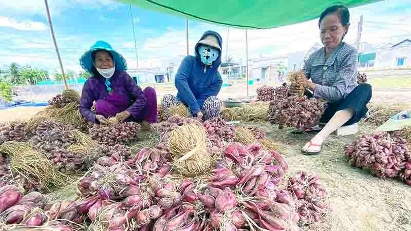 Trúng mùa hành tím vụ nam, nông dân Ninh Thuận phấn khởi - Ảnh 2.