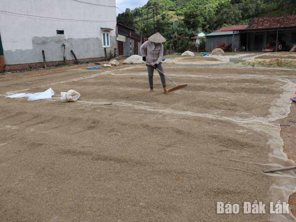 Sân lúa màu đen của hộ anh Bùi Duy Oanh, thôn Tân Giang, xã Buôn Tría.