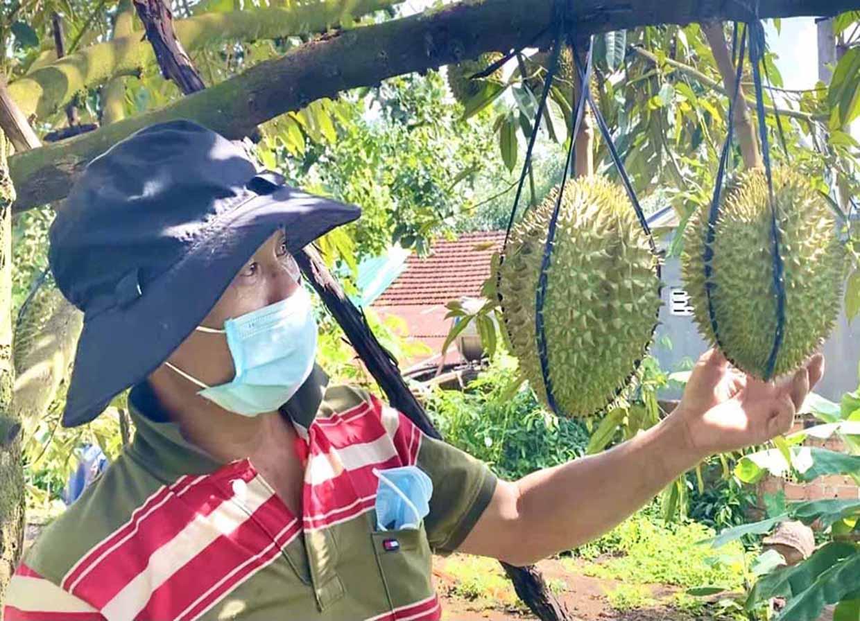 Sản phẩm sầu riêng của HTX Sản xuất, thương mại, dịch vụ, du lịch nông nghiệp Ia Mơ Nông (xã Ia Mơ Nông, huyện Chư Păh) đã được cấp giấy chứng nhận VietGAP. Ảnh: Ngọc Thu