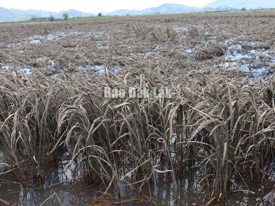 Những ruộng lúa cây còn đứng thẳng thì khả năng thu về để phục vụ chăn nuôi.