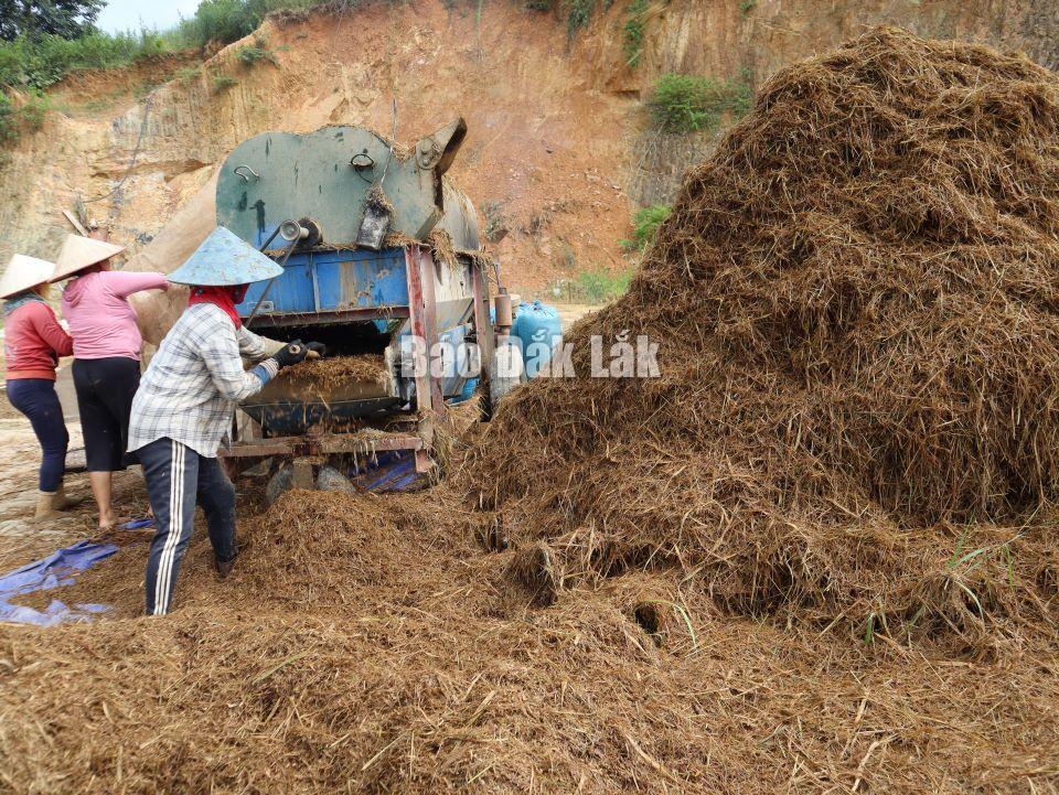 Toàn bộ rơm rạ, lúa hạt thu về đều là một màu đen của bùn.