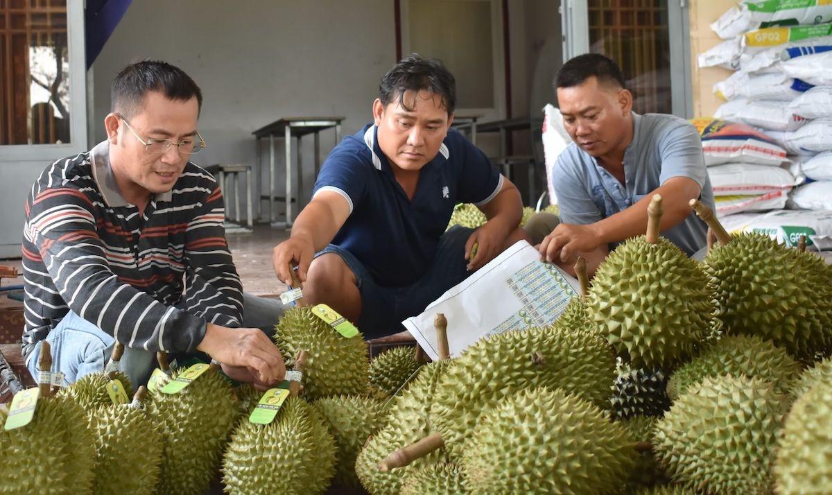 Thực hư thông tin Hải quan Trung Quốc không công nhận cơ sở đóng gói, mã số vùng trồng sầu riêng Việt Nam - Ảnh 1.