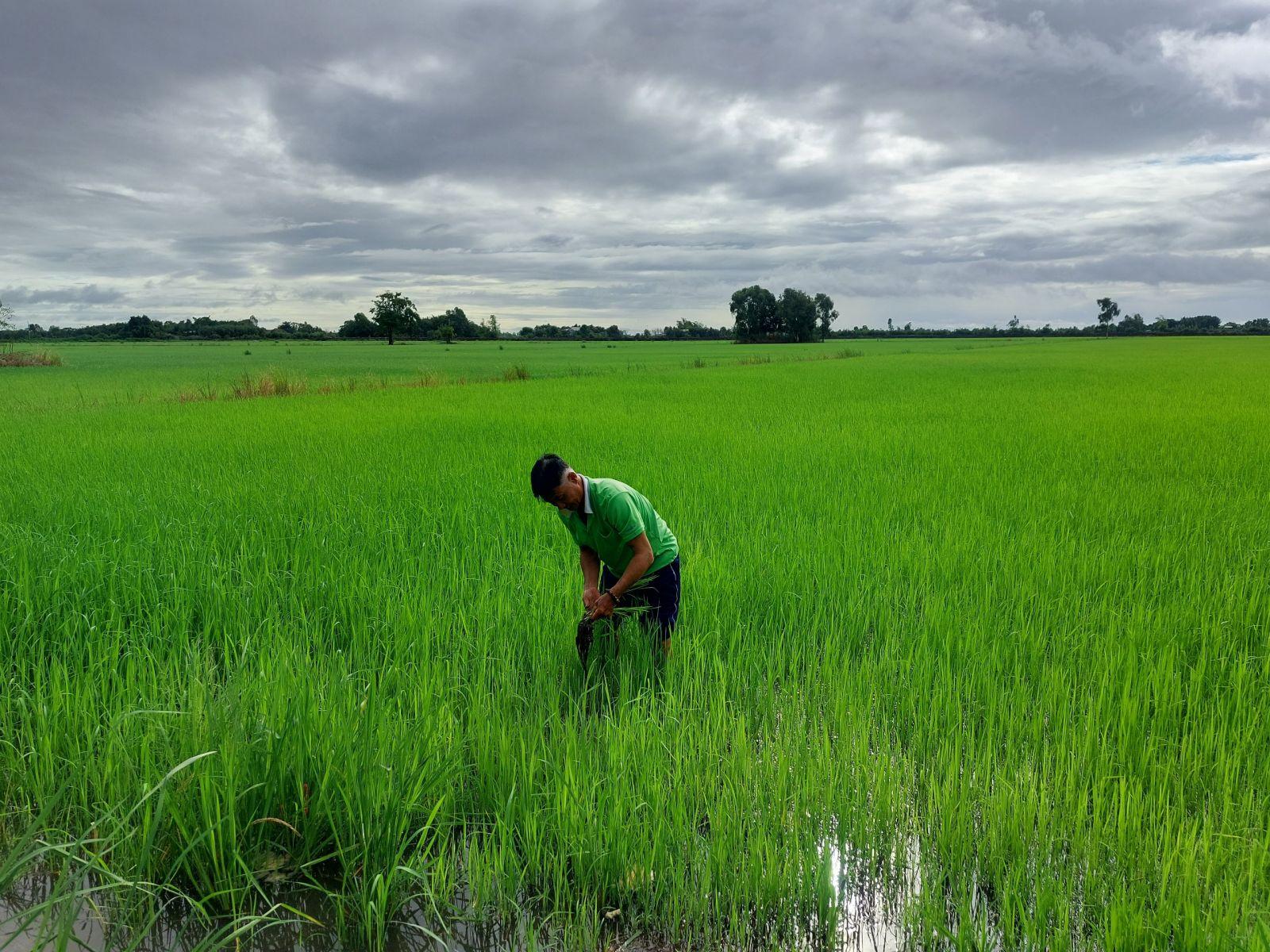 Tân Hưng xuống giống 100ha lúa mùa nổi