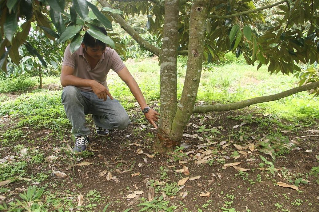 Một trong số cây sầu riêng bị kẻ xấu chặt nham nhở vào gốc trong rẫy của anh Tuân. Ảnh: Hoàng Bình