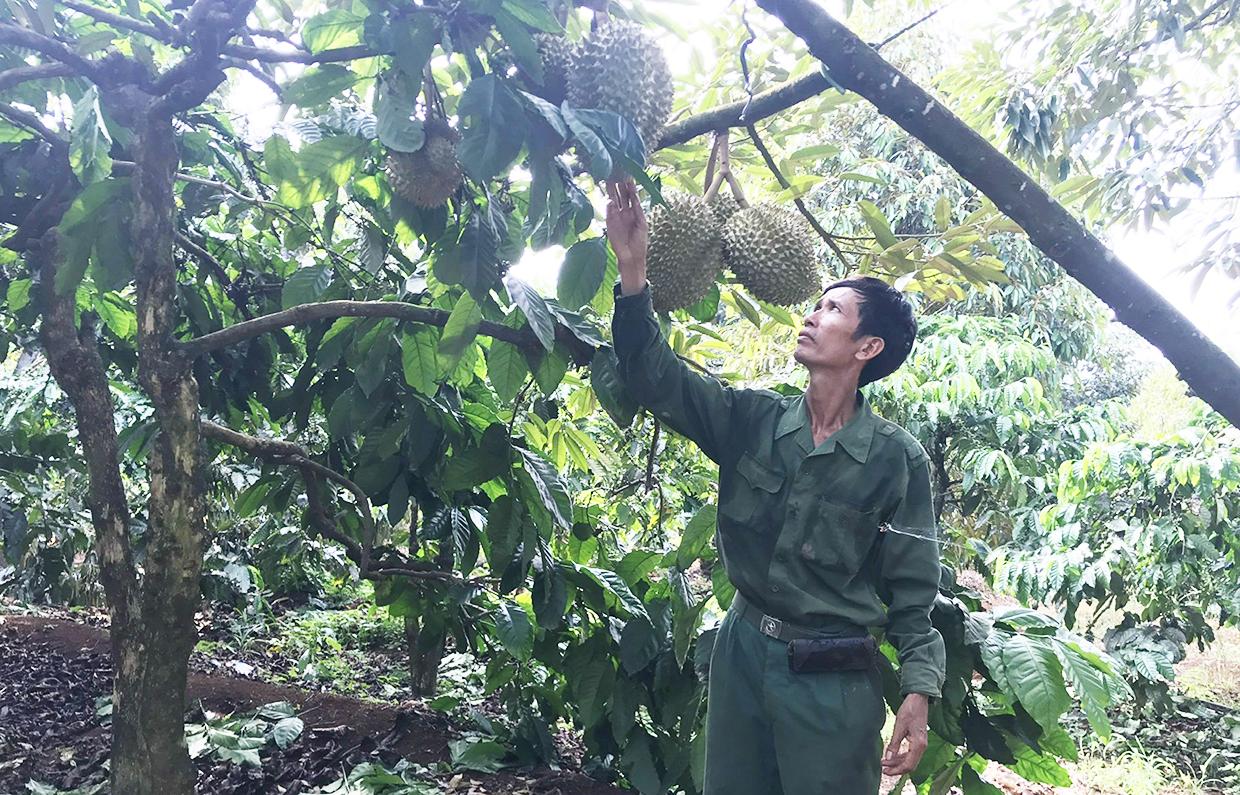 Vườn sầu riêng của ông Hà Đăng Thuận cho thu nhập tiền tỷ mỗi năm. Ảnh: Phạm Ngọc