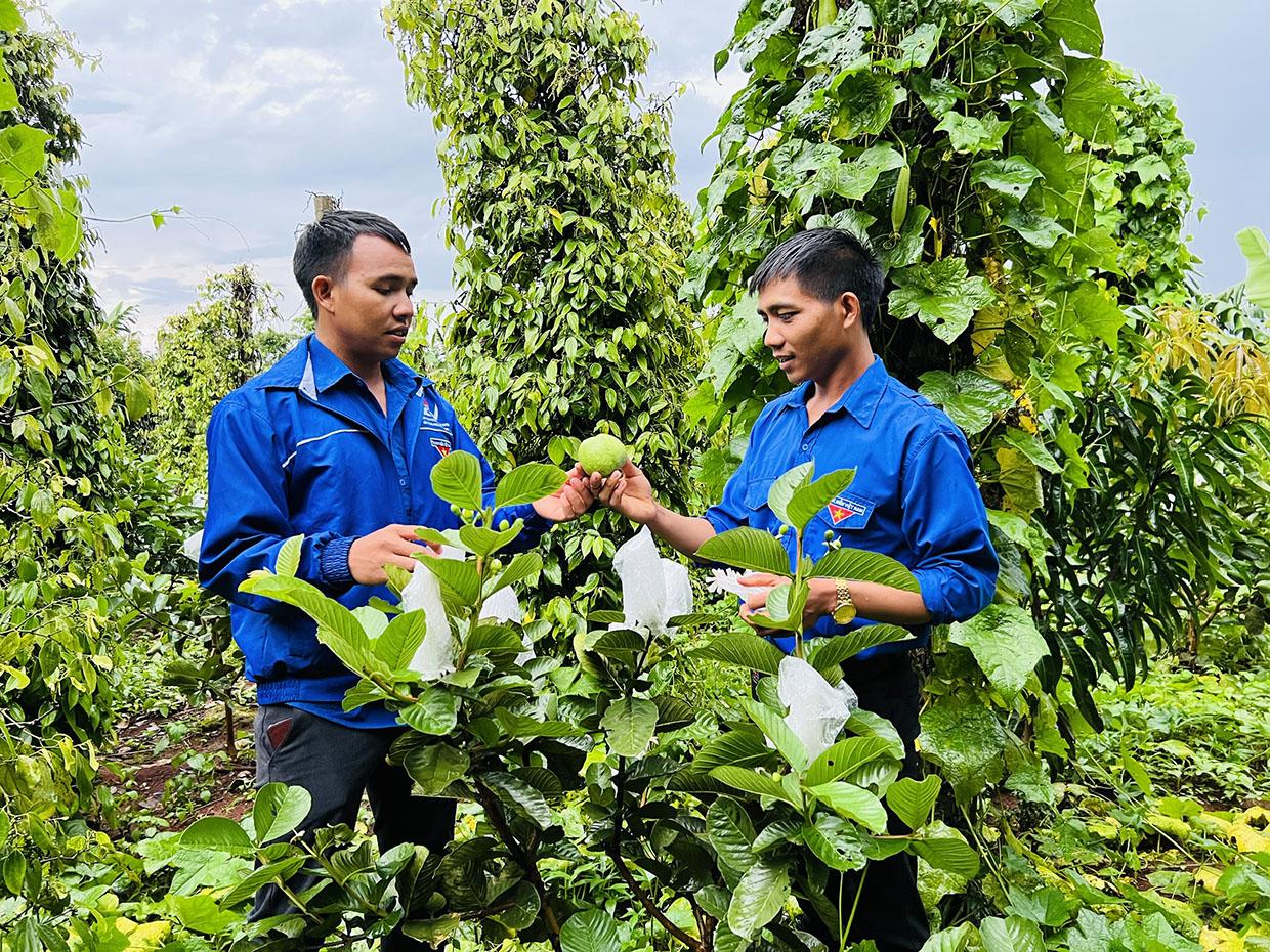 Nhờ tham gia Câu lạc bộ Thanh niên phát triển kinh tế xã Kon Gang, thanh niên có cơ hội học hỏi kinh nghiệm chăm sóc cây trồng, vật nuôi.