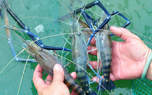 Nuôi tôm càng xanh trong ruộng, cứ 1ha nông dân Bạc Liêu lãi 70 triệu "khỏe re"