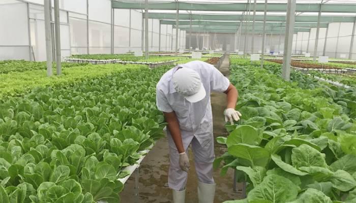 Lỗ hổng trong kiểm soát nguồn cung ứng rau ở siêu thị Lỗ hổng trong kiểm soát nguồn cung ứng rau ở siêu thị -0