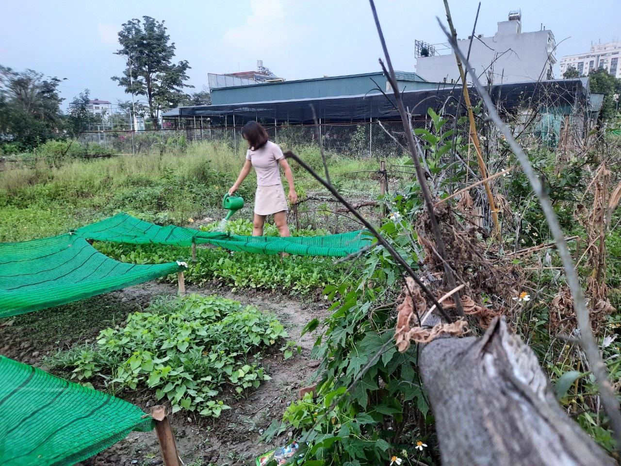 Ám ảnh rau bẩn, người Hà Nội thuê vườn, cải tạo đất hoang trồng rau sạch - Ảnh 3.