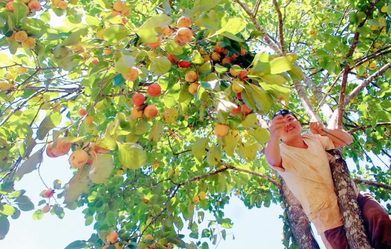 Người dân thu hái hồng vào chính vụ ở TP Đà Lạt và các huyện lân cận. Năm nay, năng suất hồng ở Lâm Đồng chỉ bằng khoảng 60-70% so với cùng kỳ năm 2021 do ảnh hưởng của thời tiết, trái rụng đầu mùa khá nhiều.