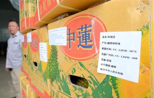 Lô sầu riêng xuất khẩu đầu tiên của Công ty Trách nhiệm hữu hạn thương mại sản xuất Long Thủy (xã Lộc An, huyện Bảo Lâm) gồm 4 container với sản lượng hơn 70 tấn. Ảnh: Nguyễn Dũng/TTXVN