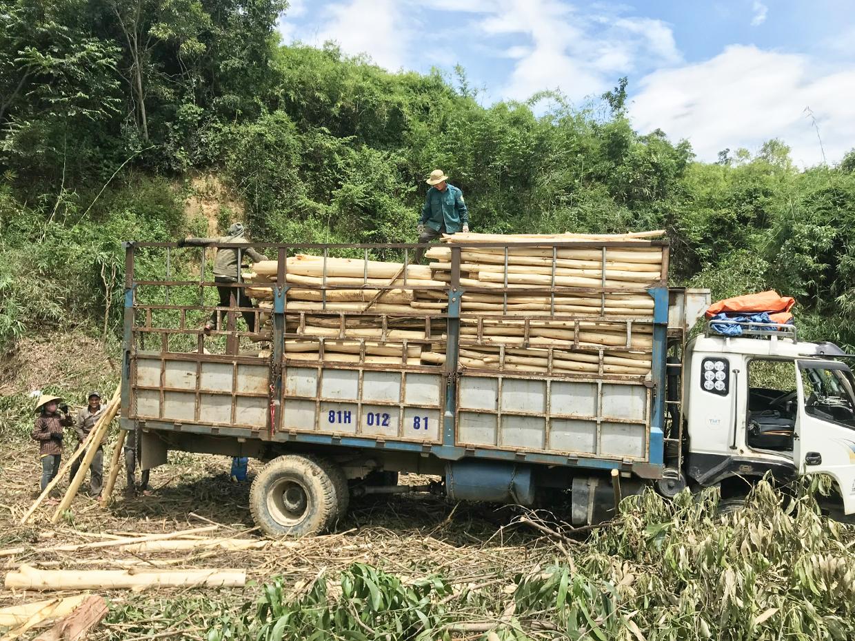 Người dân huyện Kbang thu hoạch keo lai. Ảnh: Nguyễn Diệp