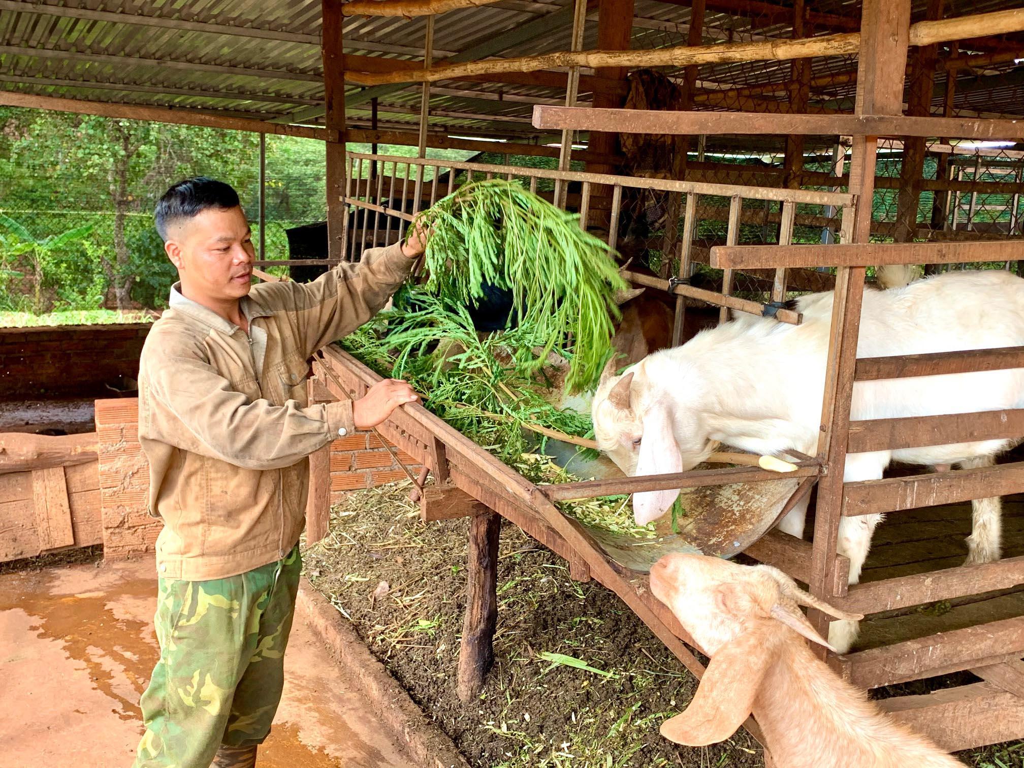 Huyện Chư Prông phấn đấu đến năm 2025 xóa 100% hình thức chăn nuôi dưới gầm nhà sàn. Ảnh: Hà Duy