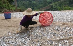 Nông dân Quỳnh Nhai: Thêm thu nhập từ nghề làm cá khô sông Đà