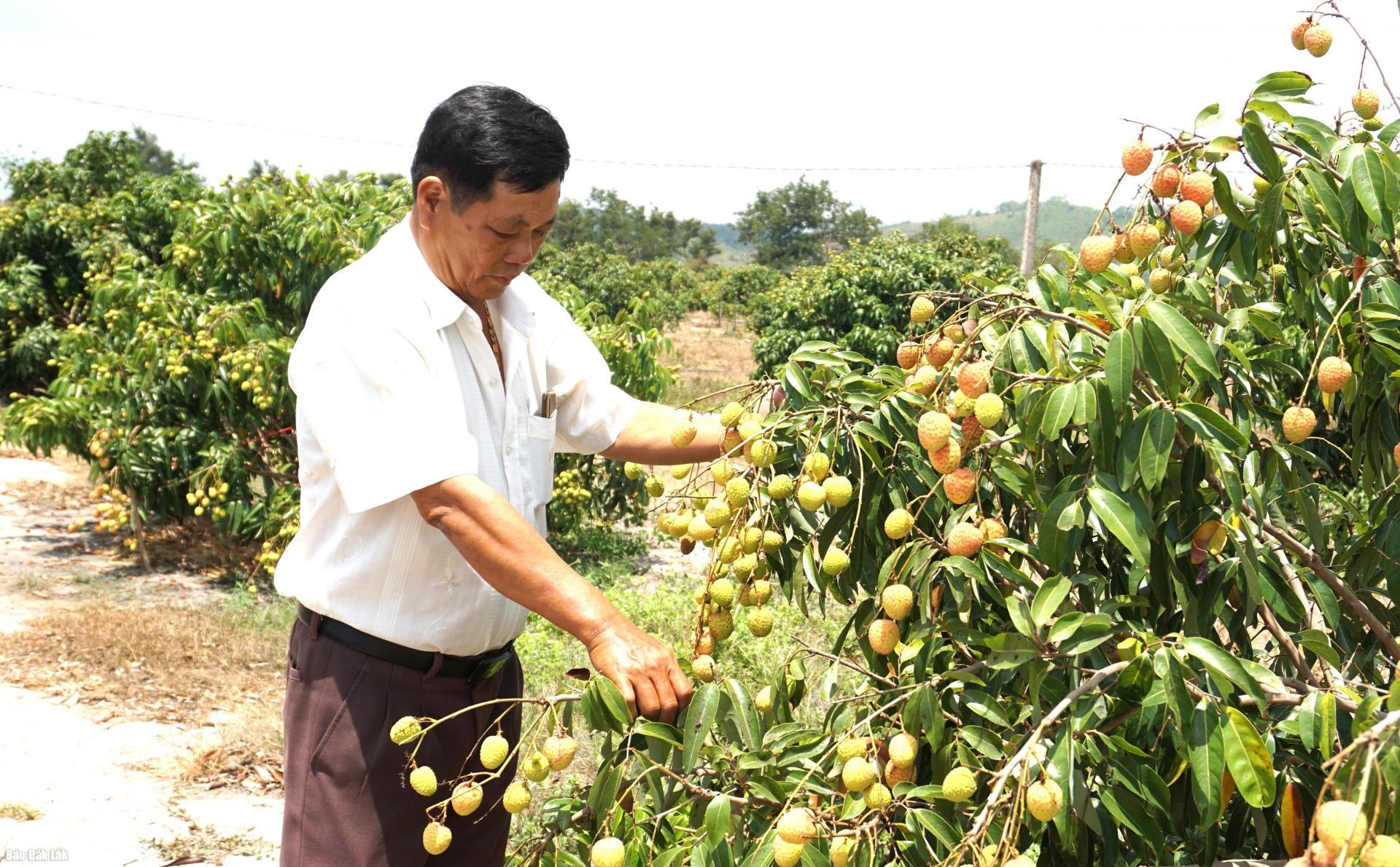 Mô hình trồng vải thiều của gia đình ông Bùi Trọng Quát (bên phải) ở thôn 10, xã Hòa Sơn