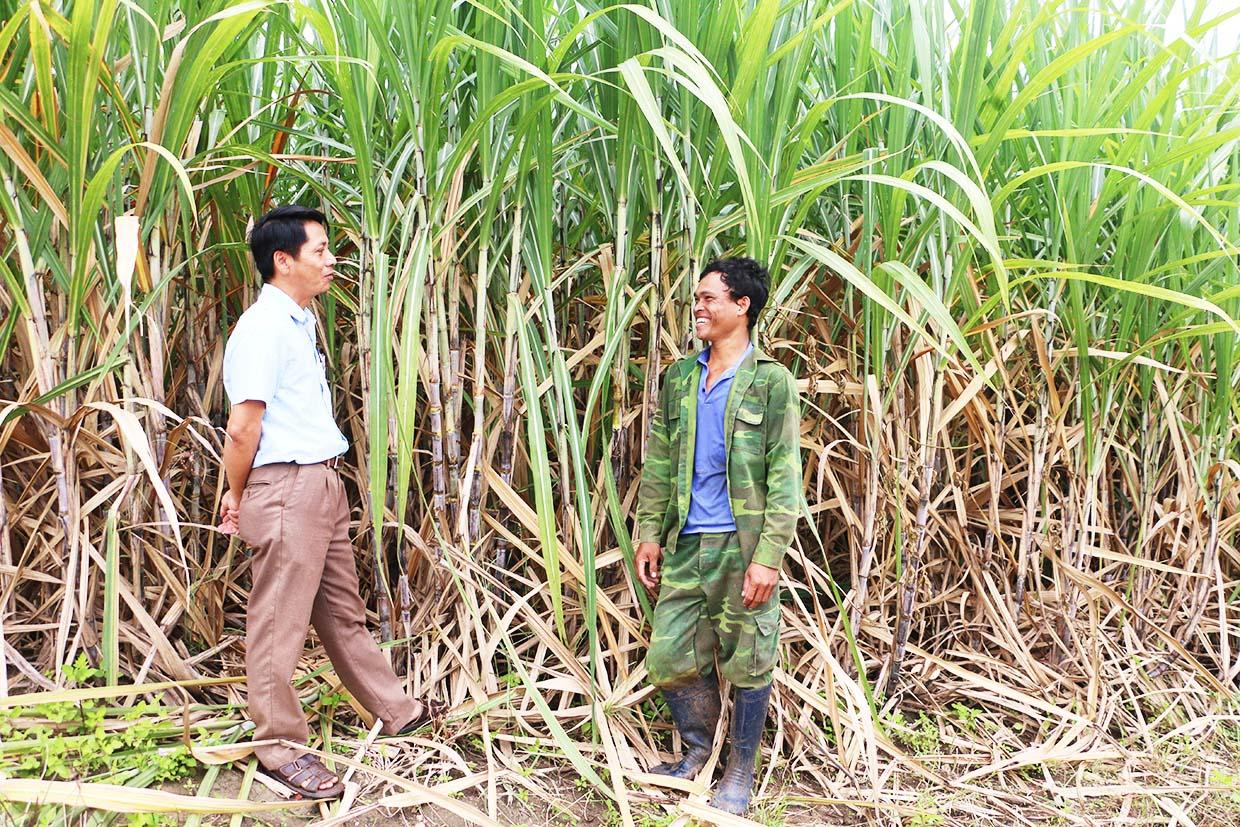 Từ khi tham gia Nông hội mía Hbông, anh Nay Vang (bìa phải, xã Hbông, huyện Chư Sê) có thêm kinh nghiệm sản xuất nên năng suất mía ngày càng cao. Ảnh: Quang Tấn