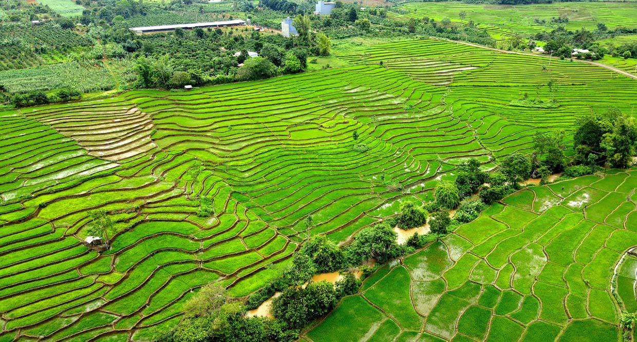 Lúa là cây trồng chính của người dân làng Greo Pết, xã Dun nên việc thành lập Nông hội trồng lúa là tiền đề để phát triển cây lúa theo hướng bền vững tại cánh đồng ruộng bậc thang này. Ảnh: Quang Tấn