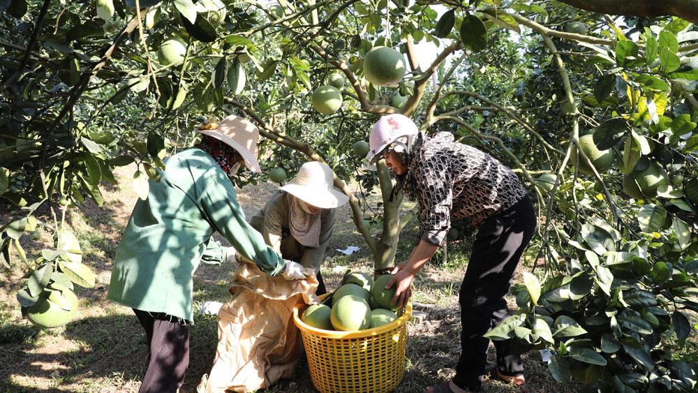 bắc giang, Lục Ngạn, cam, bưởi, cây có múi