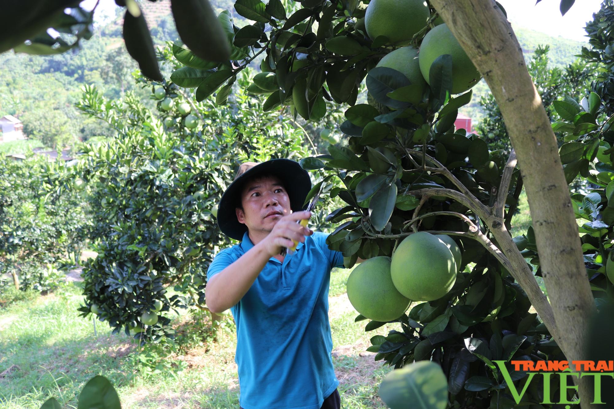 Sơn La: Phát huy vai trò hợp tác xã trong xây dựng nông thôn mới - Ảnh 2.