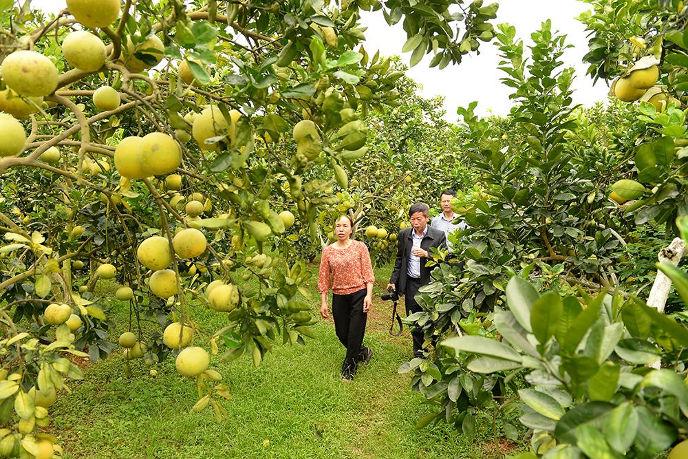 Bưởi, cam, Bắc Giang, Lục Ngạn