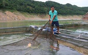 Nuôi cá đặc sản trên lòng hồ Hòa Bình, nông dân làm giàu, lãi quan viên