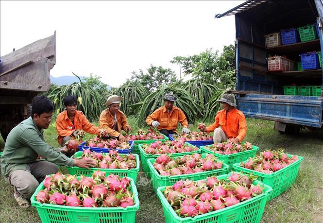 Bình Thuận: Đẩy mạnh cấp mã số vùng trồng cho cây thanh long - Ảnh 1.