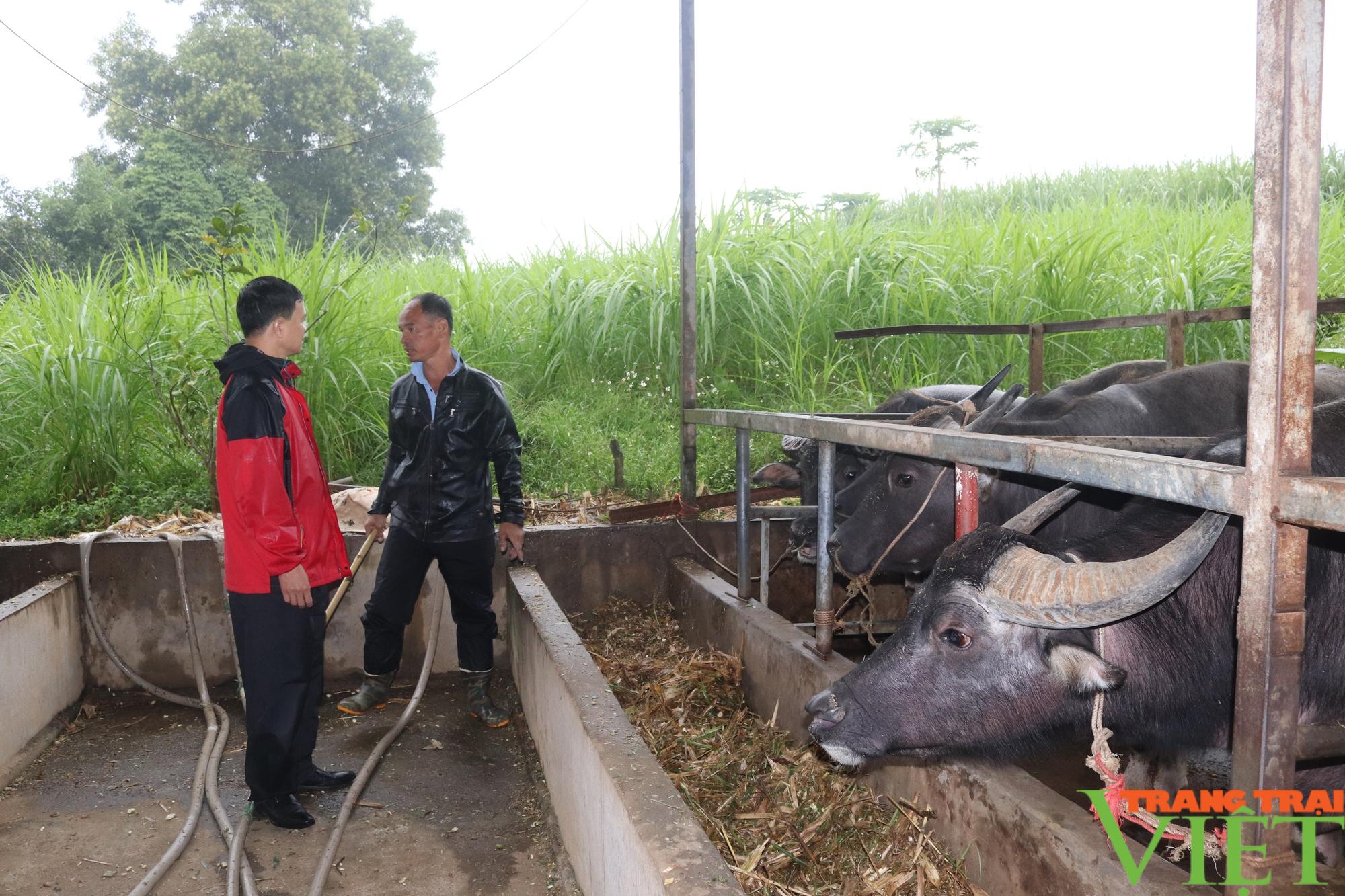 Nông dân Hoà Bình tiết lộ bí quyết biến trâu gầy thành trâu béo  - Ảnh 3.