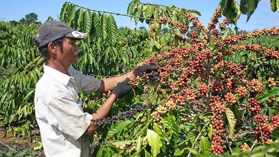 Giá cà phê tại các tỉnh: Gia Lai, Đak Nông và Kon Tum đều duy trì ở mức 43.600 đồng/kg. Ảnh nguồn internet