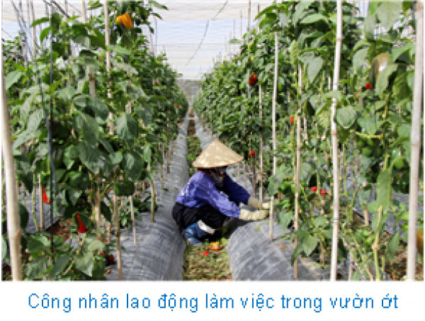 Công nhân lao động đang làm việc trong vườn trồng ớt chuông Hà Lan của gia đình anh Dinh.