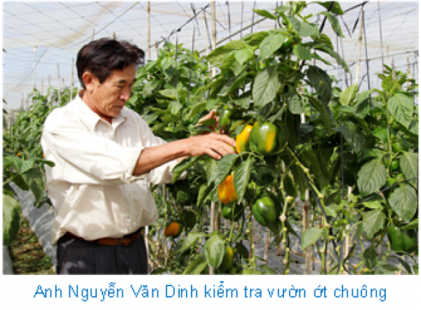 Anh Nguyễn Văn Dinh kiểm tra vườn trồng ớt chuông áp dụng nông nghiệp công nghệ cao của gia đình tại xã Lạc Lâm được Hội Nông dân huyện Đơn Dương (Lâm Đồng).