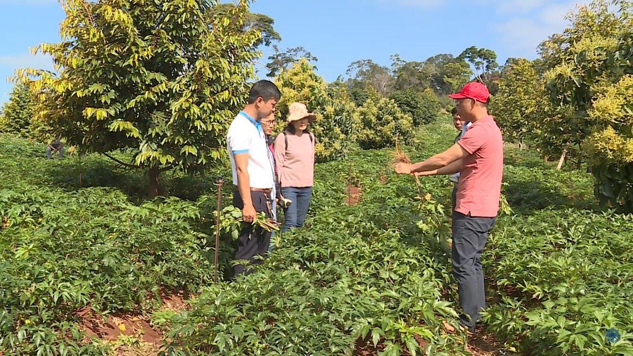 Doanh nghiệp, hợp tác xã hoạt động trong lĩnh vực nông nghiệp là một trong số đối tượng được hỗ trợ lãi suất. Ảnh: Kim Linh