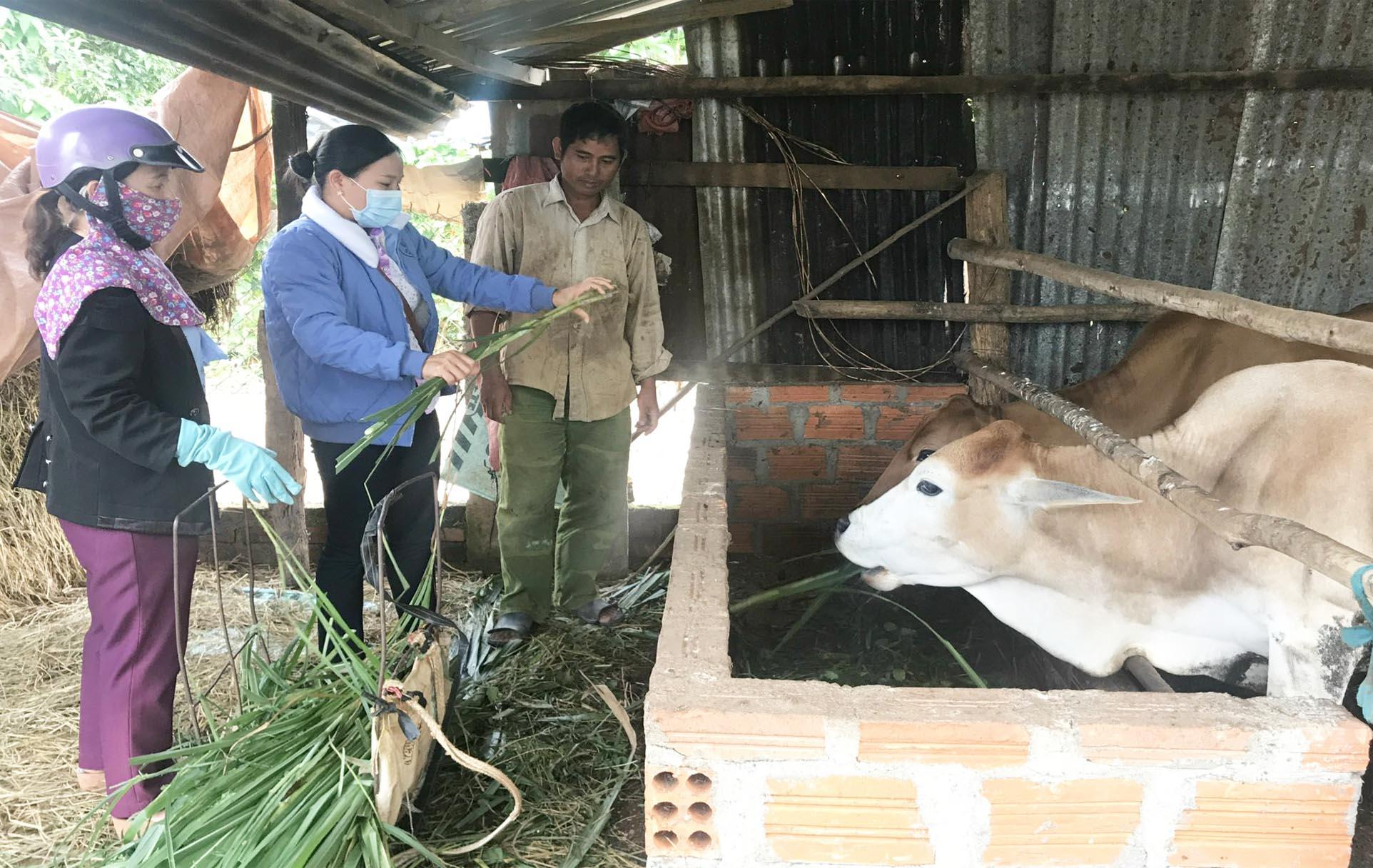 Cán bộ Trung tâm Dịch vụ nông nghiệp huyện Mang Yang và nhân viên thú y xã Đak Yă hướng dẫn người dân chăm sóc đàn bò. Ảnh: Nguyễn Diệp