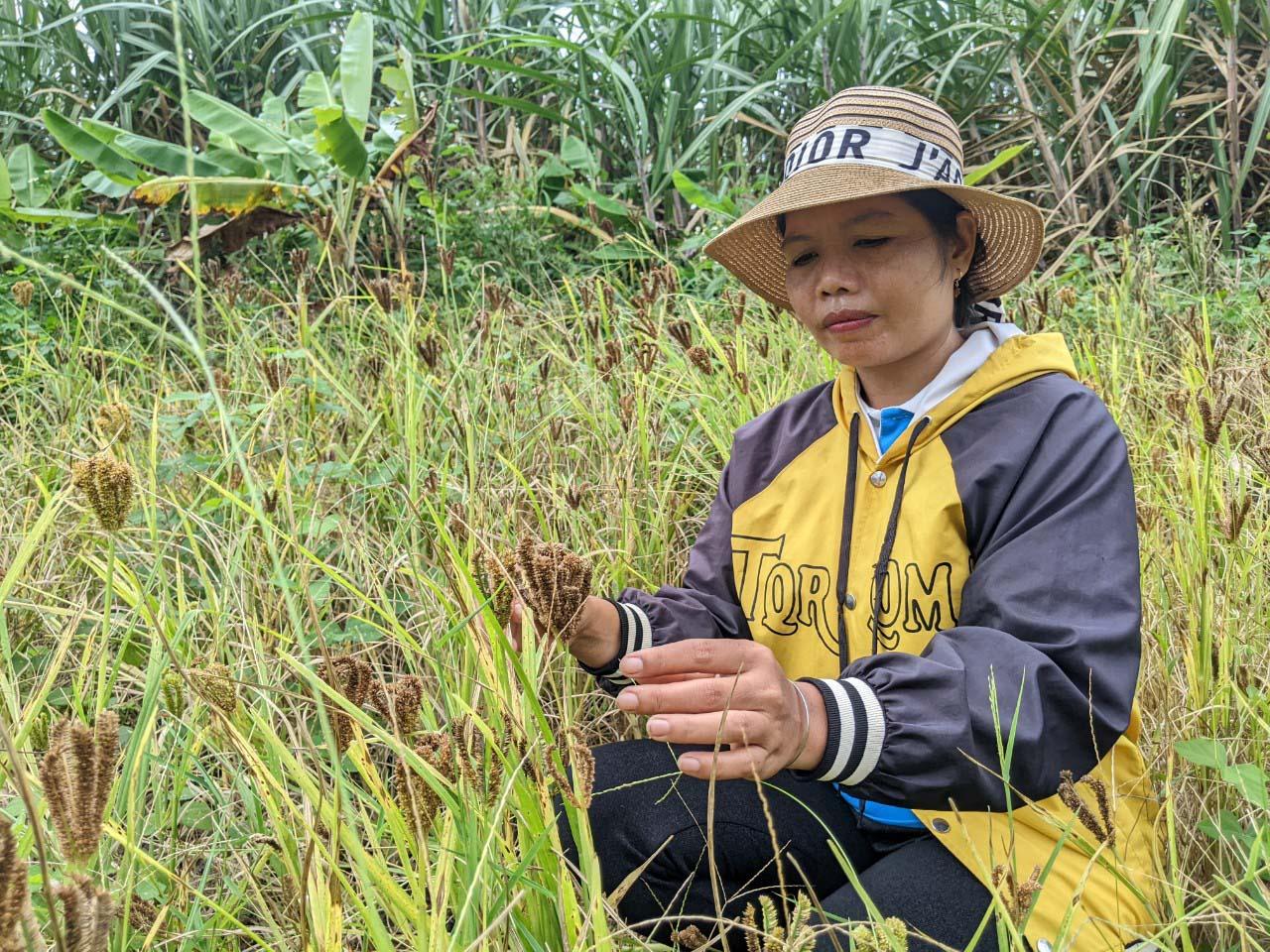 Gia đình chị Định Thị Bler (làng Jun, xã Yang Bắc) duy trì trồng cào lấy hạt để chế biến rượu cần. Ảnh: Thiên Di