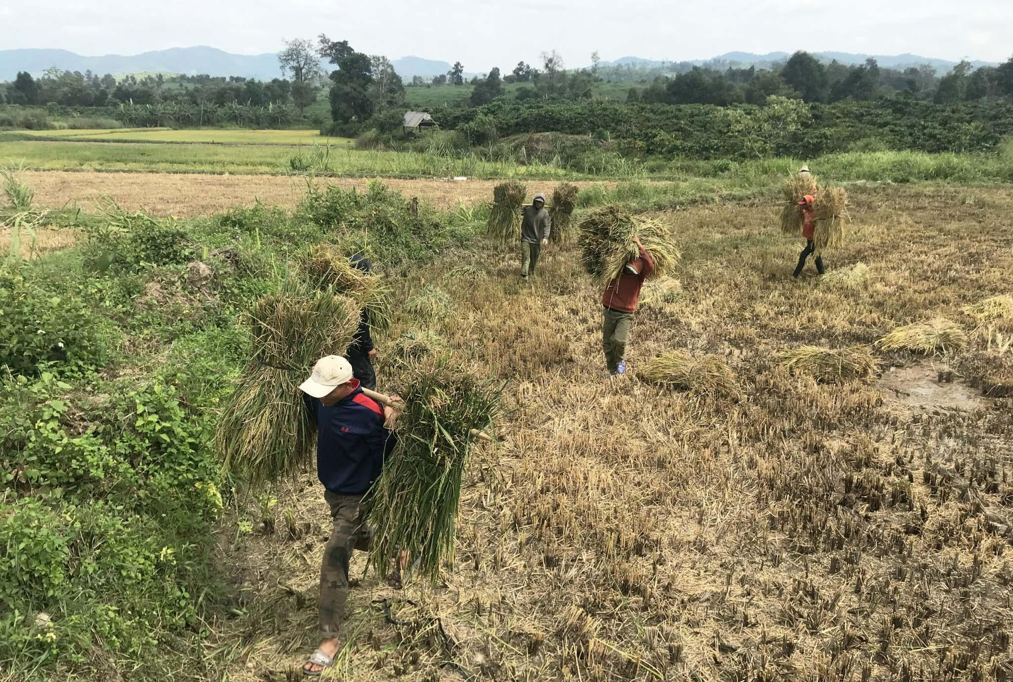 Người dân xã Đak Sơ Mei thu hoạch lúa tại cánh đồng một giống ĐT100. Ảnh: Nguyễn Diệp