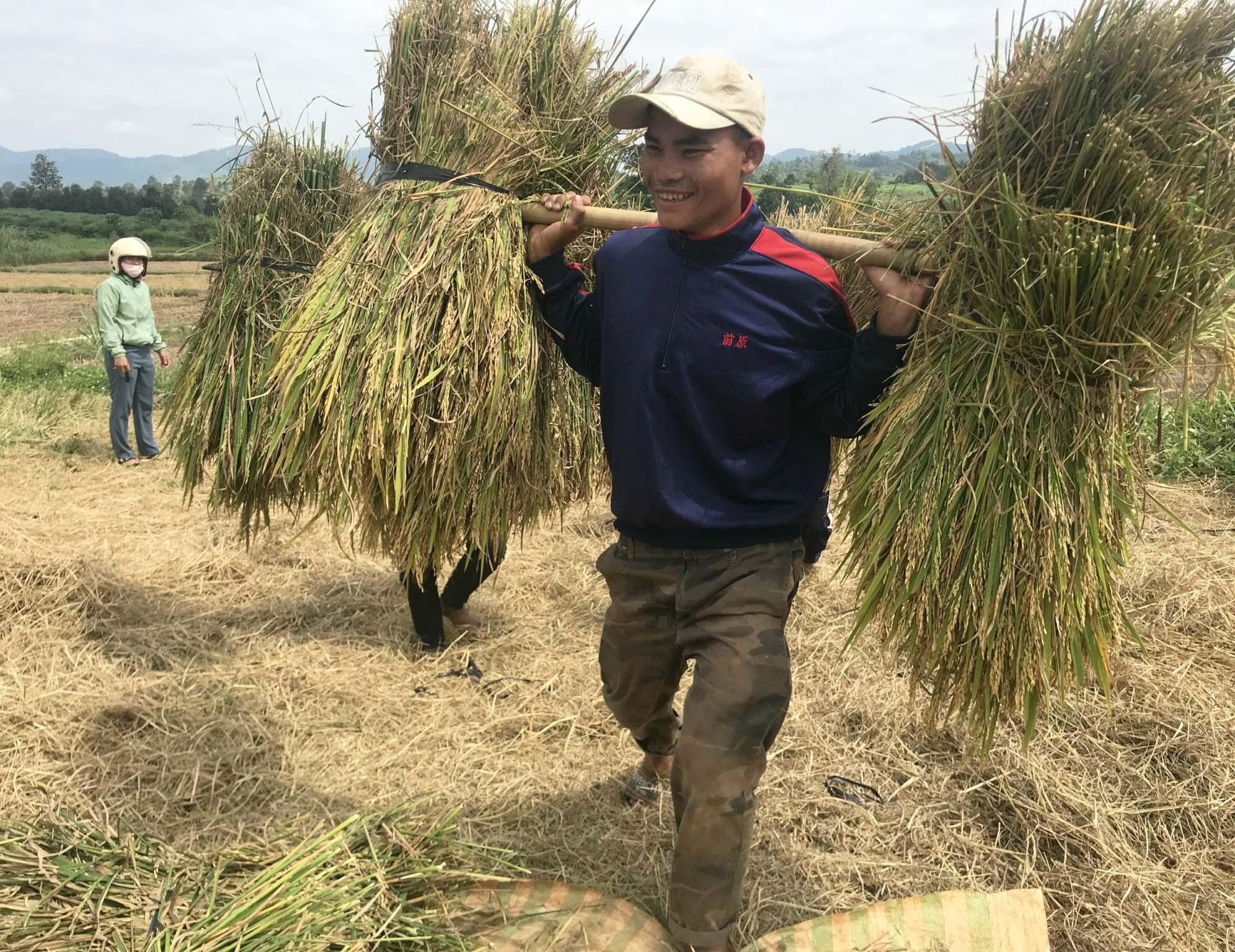 Người dân làng Pral Sowmei thu hoạch lúa cánh đồng một giống. Ảnh: Nguyễn Diệp