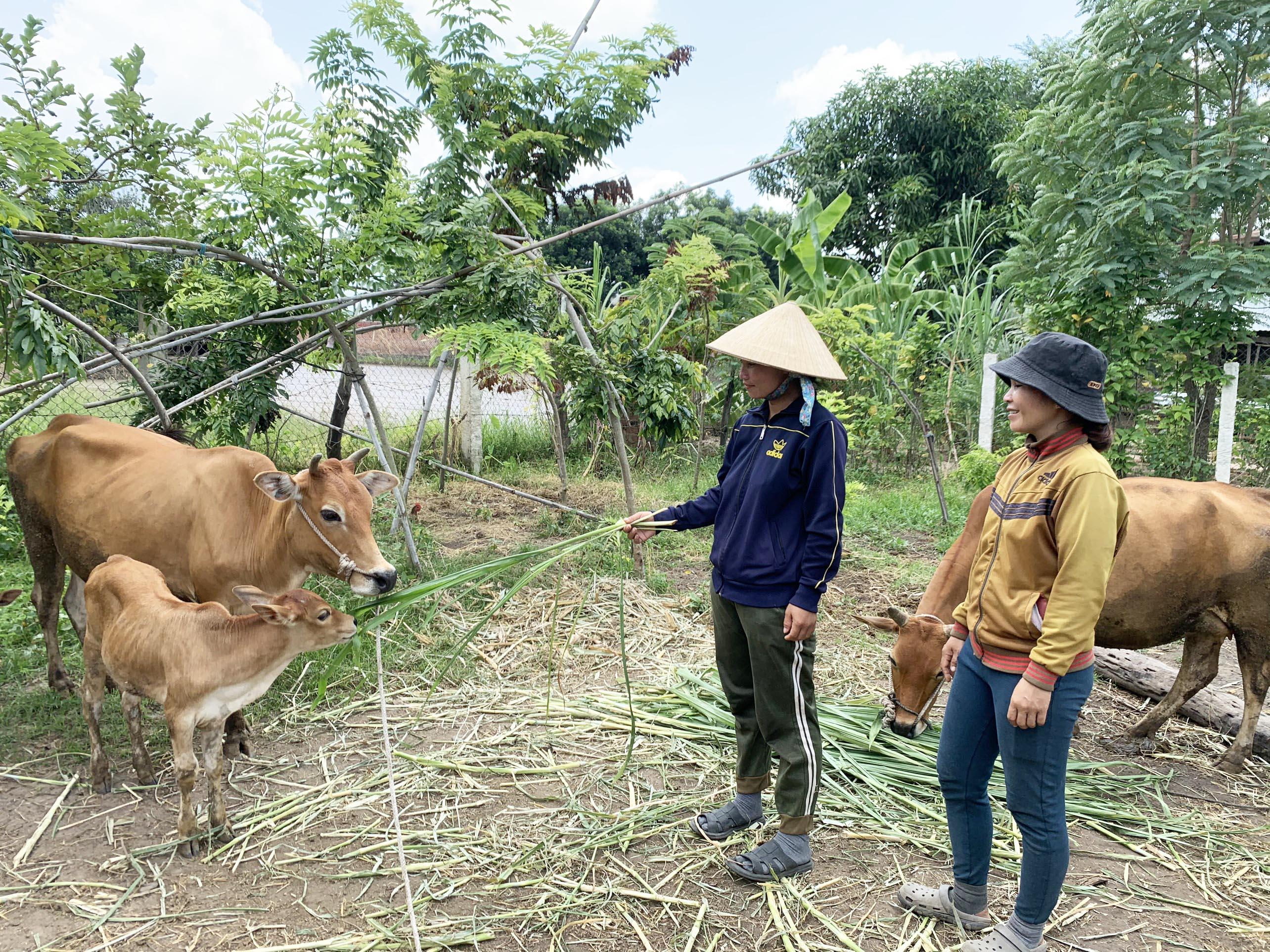 Nhờ nguồn vốn từ Quỹ Hỗ trợ nông dân các cấp, các thành viên Chi hội nghề nghiệp chăn nuôi bò sinh sản buôn Ơi Hly có điều kiện phát triển đàn vật nuôi. Ảnh: Nguyên Hương