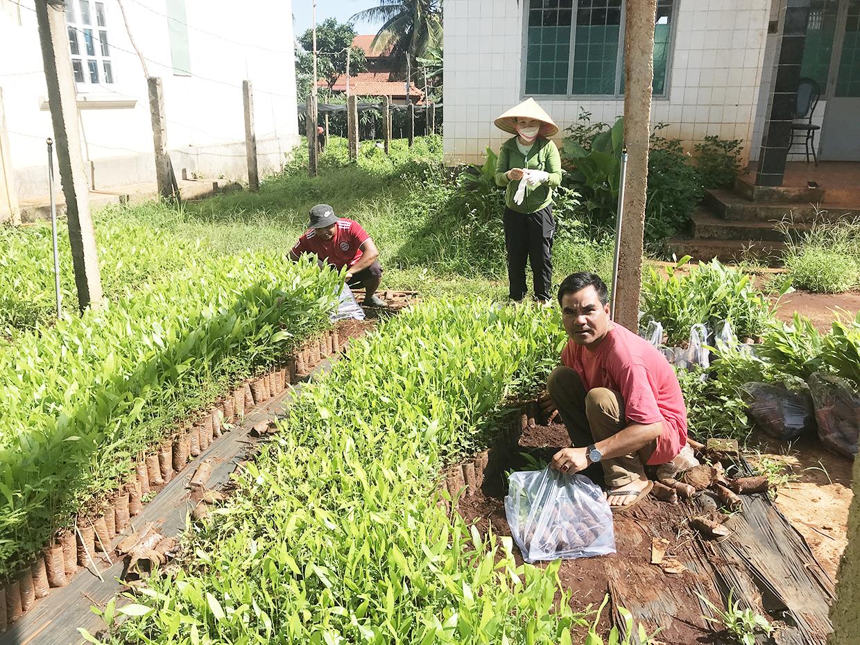 Trung tâm Dịch vụ nông nghiệp huyện Đak Đoa hỗ trợ giống keo lai cho người dân trồng rừng năm 2022. Ảnh: Văn Ngọc